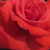 Ružová - Anglická ruža - Lochnivar